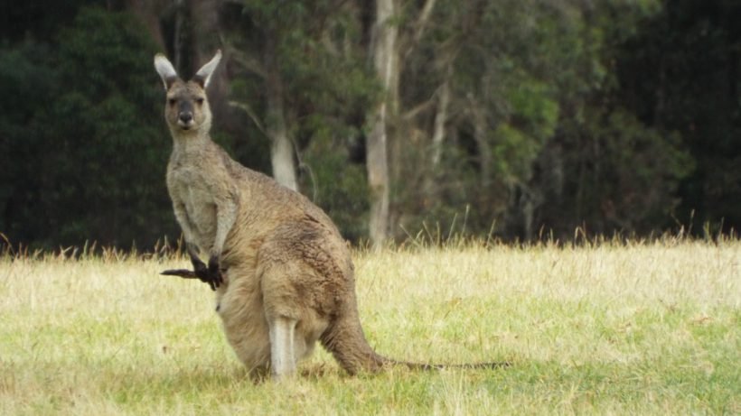 Studijos Australijoje, Australija, Kelionės Australijoje, Darbas Australijoje