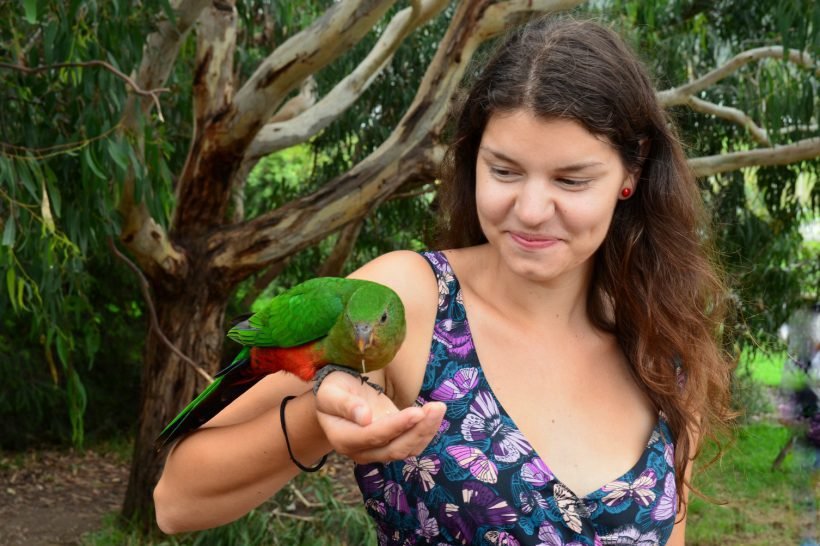 Papuga_Justina_Australijoje Australija, kelionės Australijoje, Keliautojų įspūdžiai, Studijos Australijoje, Kelionės, Uluru, Australijos dykuma