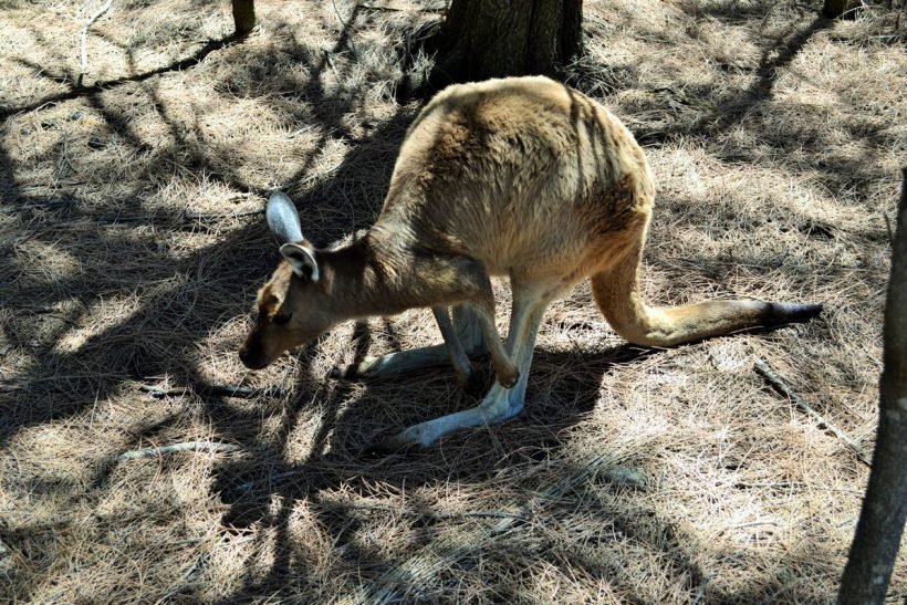 Studijos ir darbas Australjijoje, Darbas Australijoje, Australija, Studijos Australijoje, kengūra